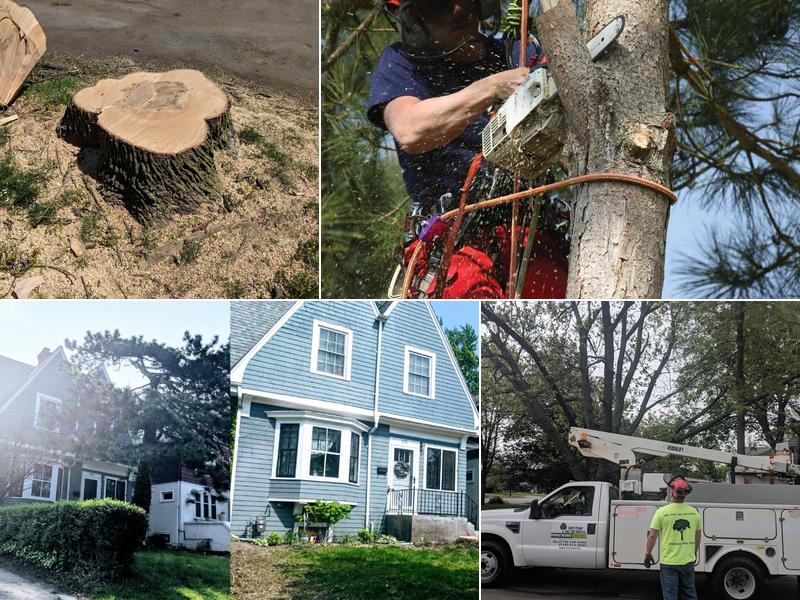 WNY STUMP AND TREE REMOVAL L.L.C.