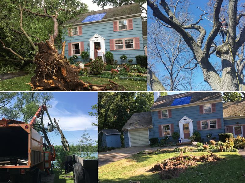 Arbor Tree & Land Care Inc