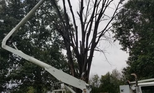 Kelly's tree service