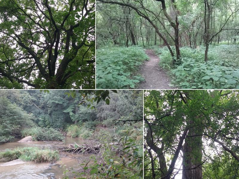 A Cut Above Tree Service LLC