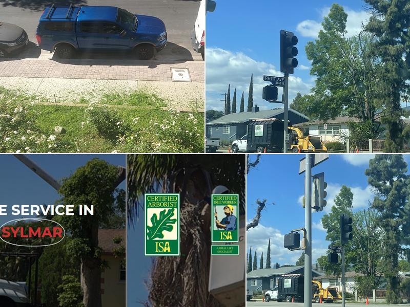 Top Tree Trimming of Sylmar