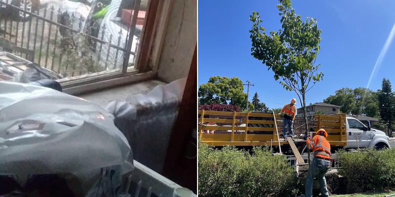 West Coast Arborists