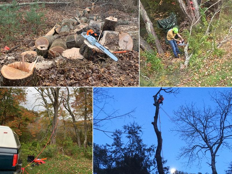 Monkey strong tree service