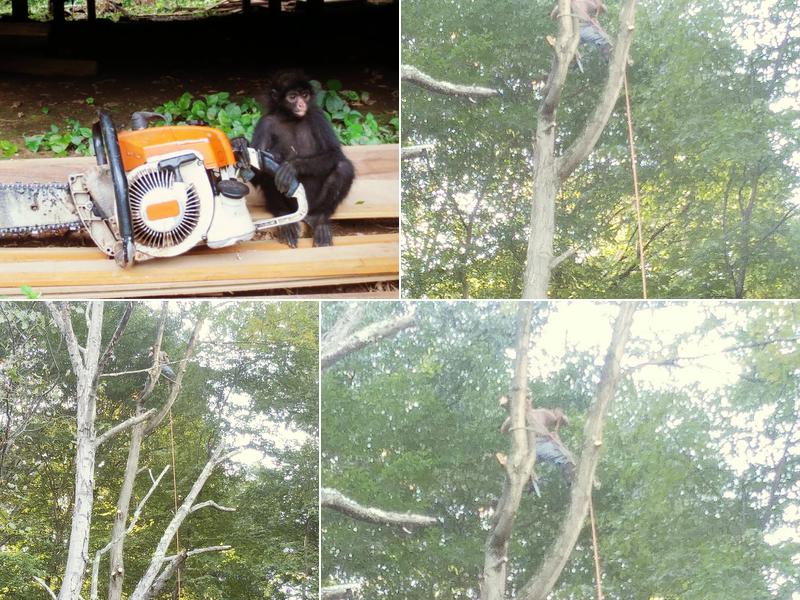 Brush Creek Tree Monkey Tree Service