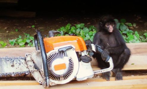 Brush Creek Tree Monkey Tree Service