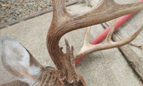 Norm's Deer Processing