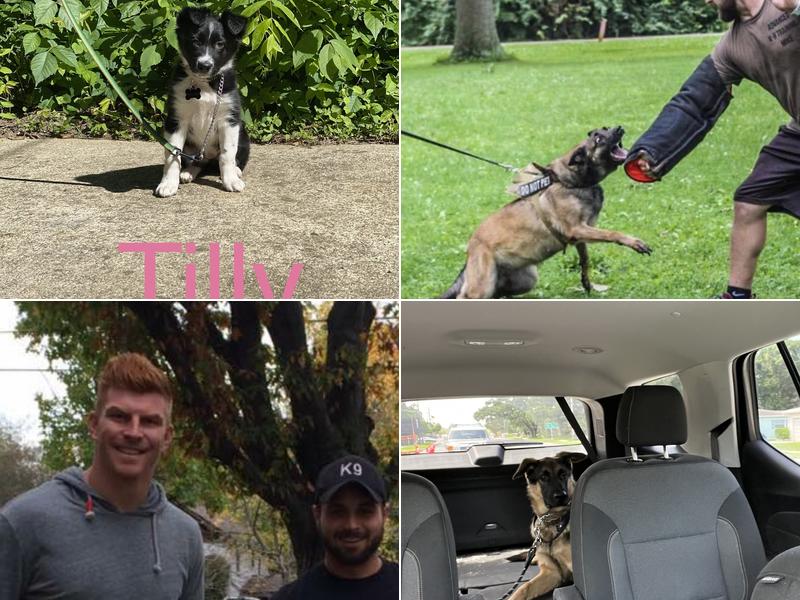 Advanced K-Nine Training