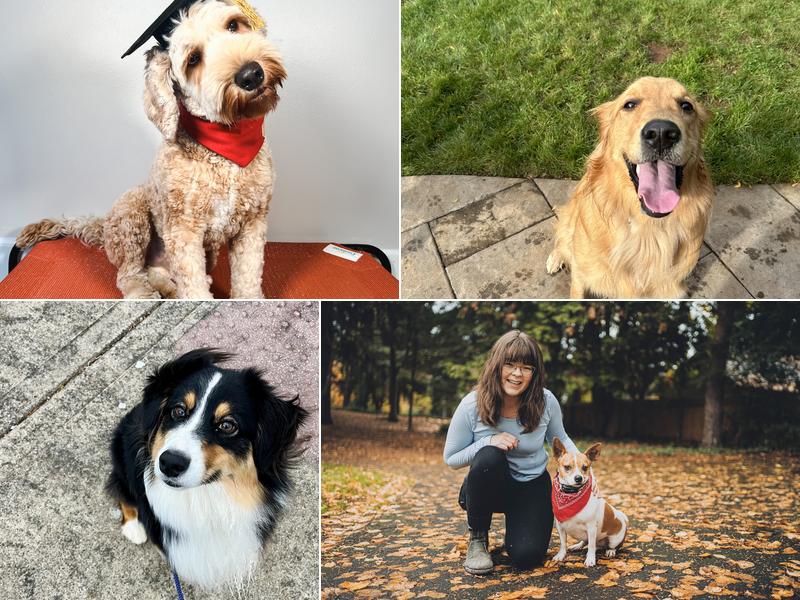 Rascal Training & Boarding