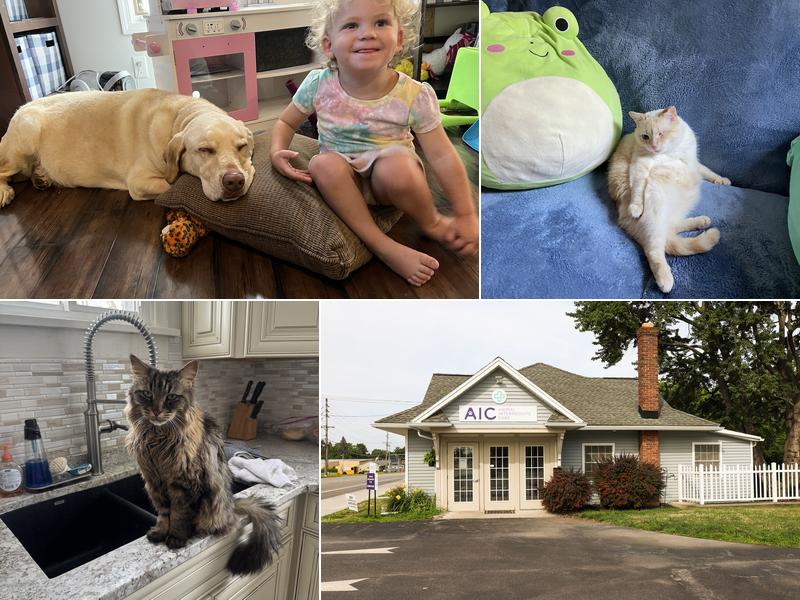 Animal Intermediate Care