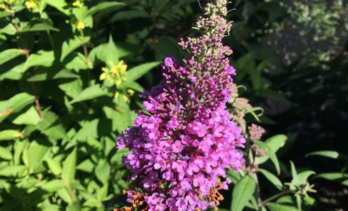 Fiore Nursery & Landscape Supply