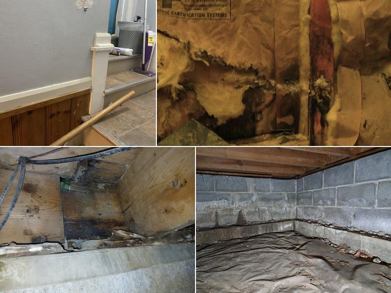 Black Mold Removal Professionals of Springfield, IL