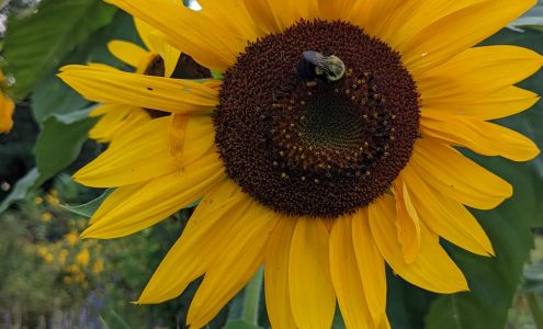Grow Food Northampton Organic Community Garden Northampton