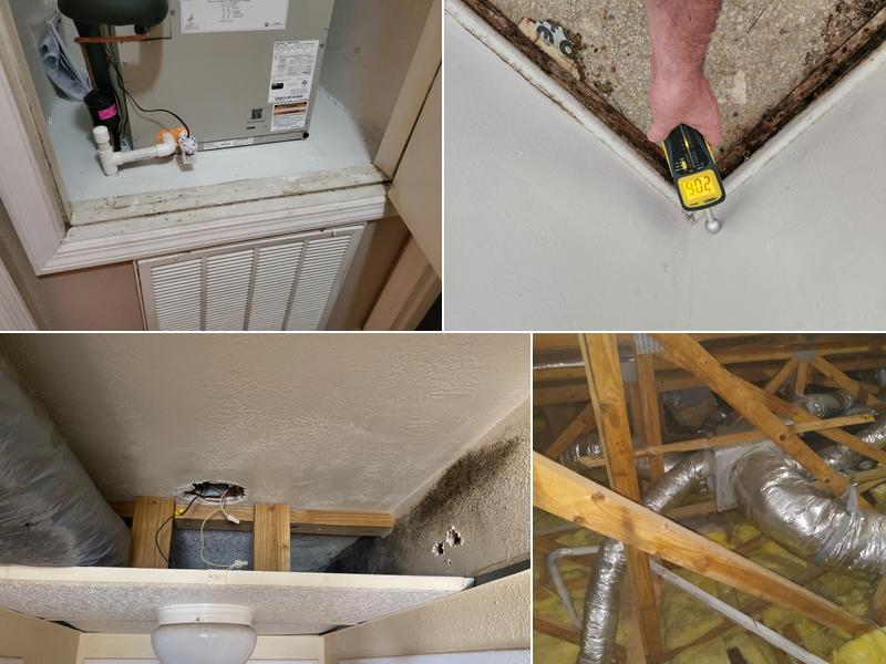 Mold Removal Merritt Island