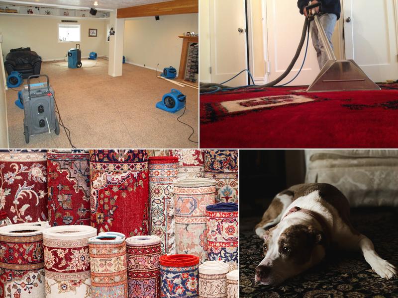 Staten Island Carpet