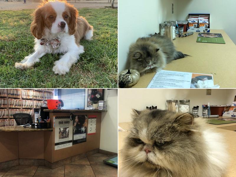 Dean Christopher DVM