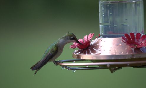 Time Standing Still Photography LLC 918 Main St S, Section Alabama 35771