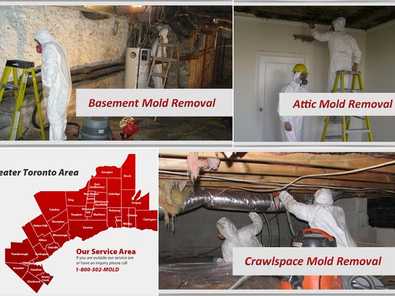 Rapid Mold Removal