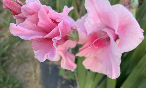 Johnson Farms Hendersonville