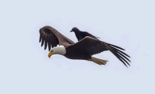 BS Mobile Notary Services