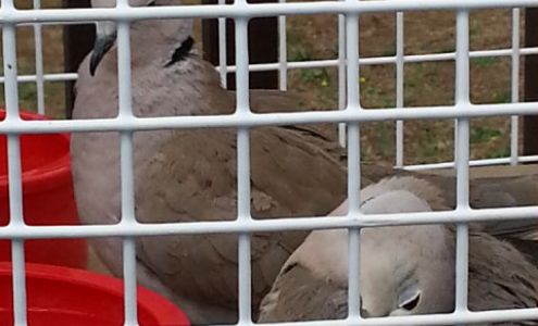 Stromberg's Chicks & Game Birds - Minnesota Hackensack