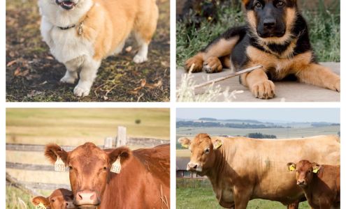 Tri-County Veterinary Services 87559 540 Ave, Creighton Nebraska 68729