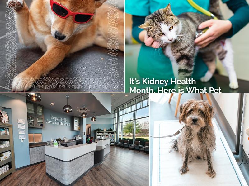 Bogey Hills Animal Hospital: Cross Melanie C DVM