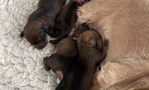 Weatherford Animal Clinic 1655 Ranger Hwy, Weatherford Texas 76088