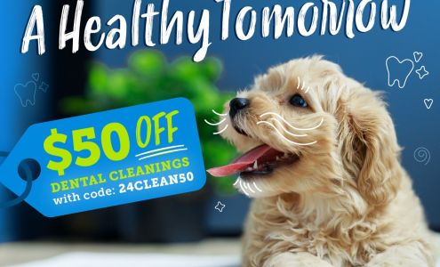 Austin Vet Care: Preddy Tiffany DVM