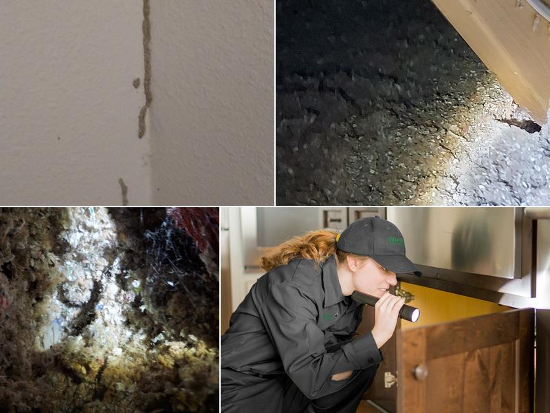 Western Exterminator