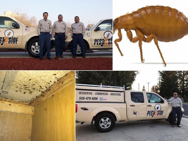 Pest A Side Pest Solutions