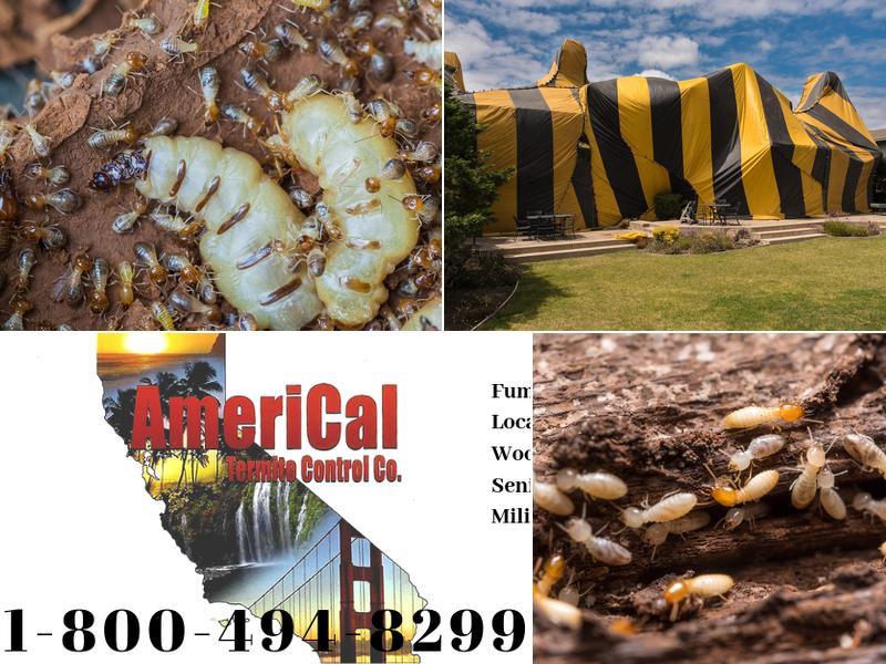 AmeriCal Termite Co.