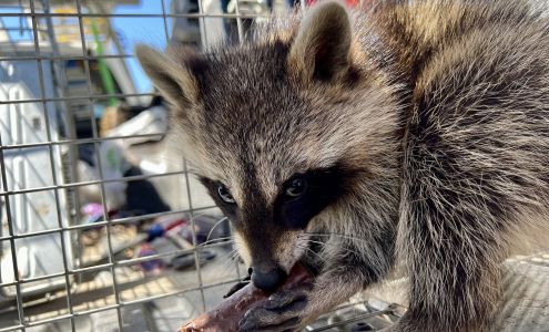 Complete Animal Removal