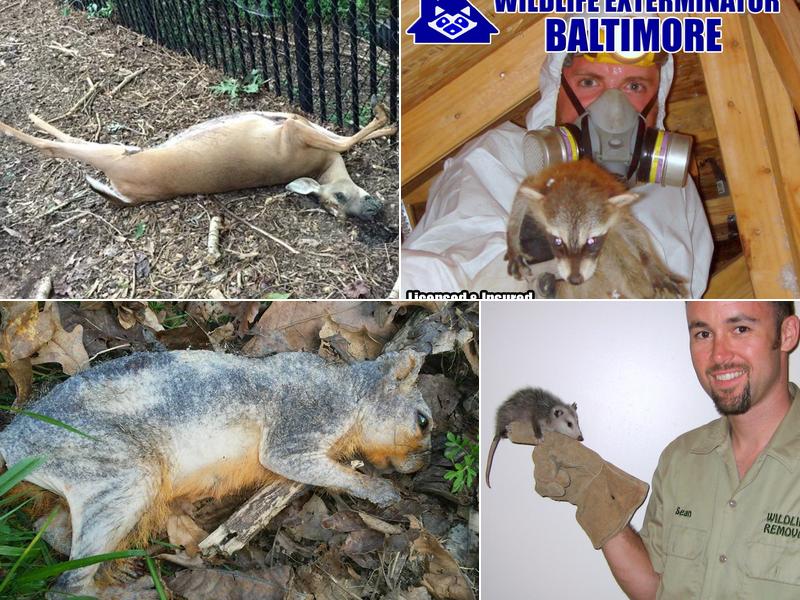 Wildlife Exterminator Baltimore
