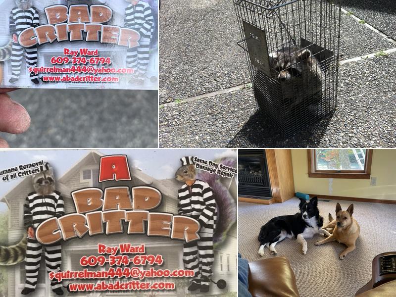 A Bad Critter Raccoon & Squirrel Removal