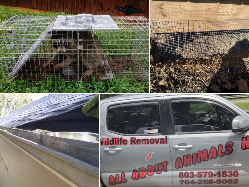 All About Animals NC - Squirrel Removal & Wildlife Removal