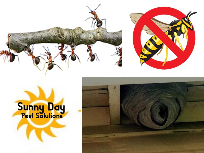 Sunny Day Pest Solutions