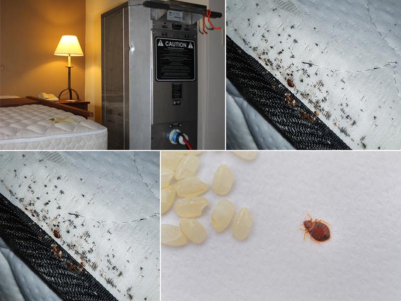 A1 Bed Bug Exterminator