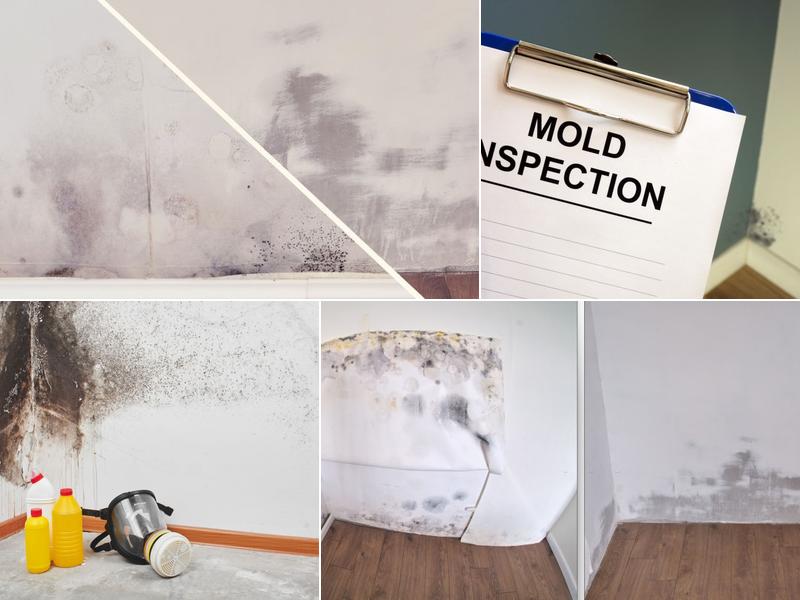 ALL US Mold Removal & Remediation Georgetown TX