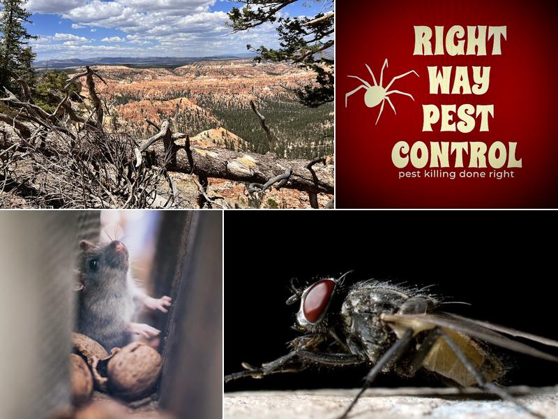 Right Way Pest Control