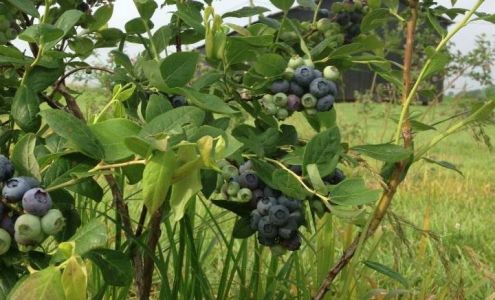 Berrylicious Orchard Woodburn