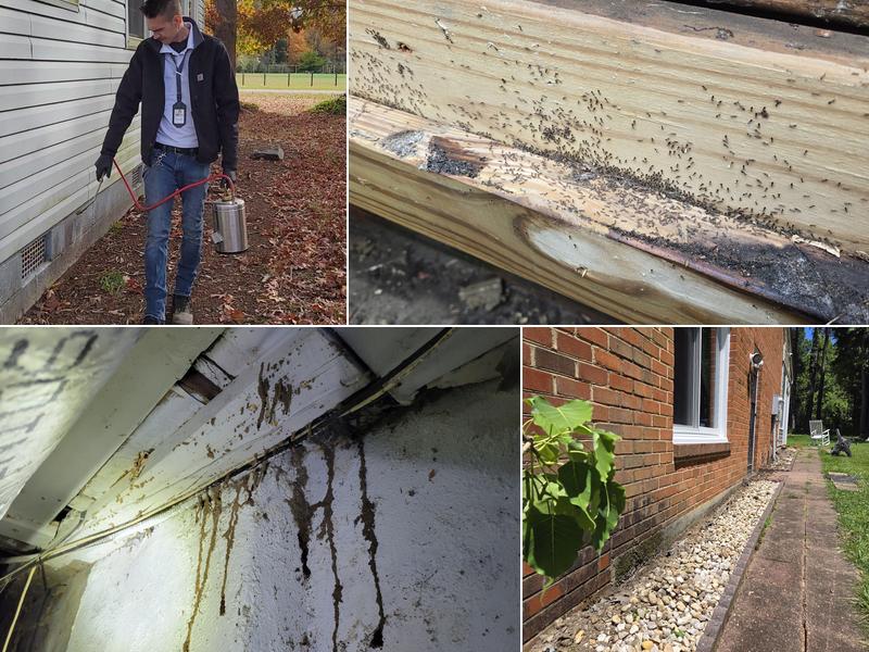 Optimal Termite & Pest Control