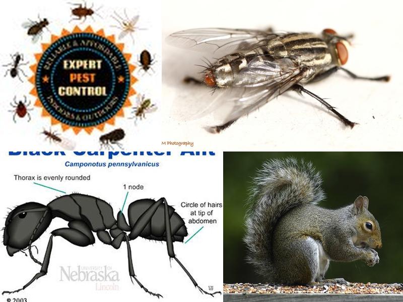 Golden Arrow Pest Control