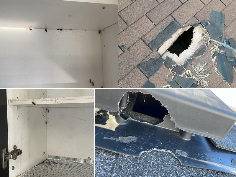 Quality pest control GTA Etobicoke