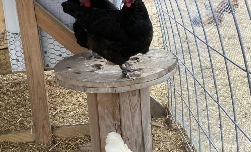 Lakey & Lakey Quality Animal Feeds Ava