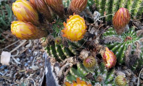 Oasis Garden Apple Valley