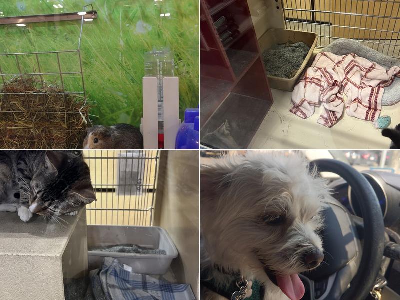 PetSmart Doggie Day Camp