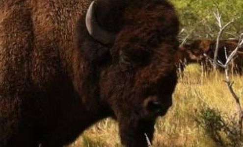 Thunder Ridge Bison Mountain Grove