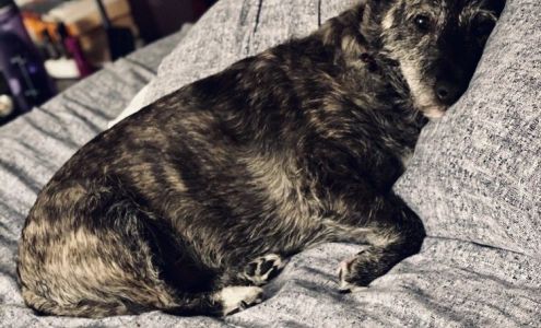 Woof Town Pet Svc