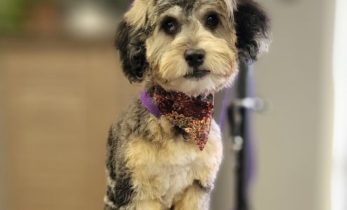 Pawsh Paws Pet Salon 416 N 24th St, Quincy Illinois 62301