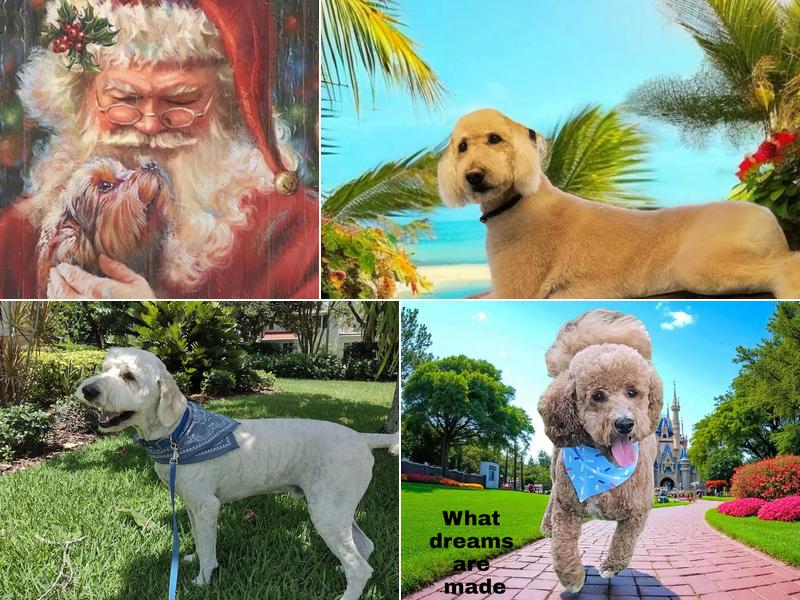 AT SUNNYVILLE MOBILE GROOMING